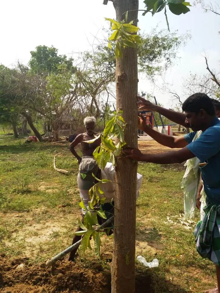 Nagalingam leaning to the storm was the people who again Planting the flower tree